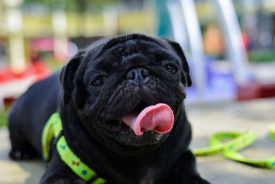 Portrait of black dog