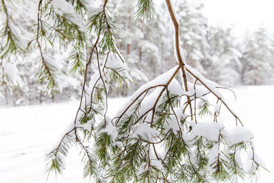 Pine tree branch covered in snow in the forest