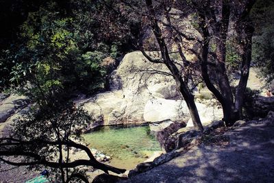 Trees by lake in forest