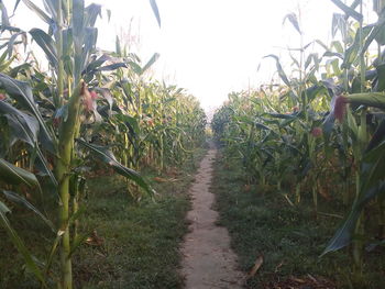 Crops growing on field against sky