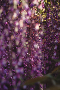 Close-up of purple flowering plants