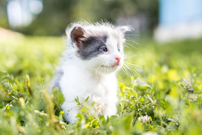 Kitten looking away on field