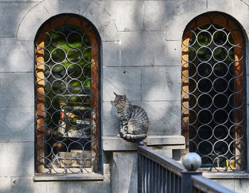 Cat looking through window of a building