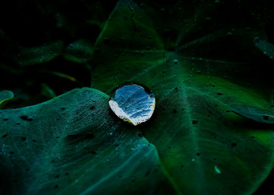 Close-up of raindrops on leaves