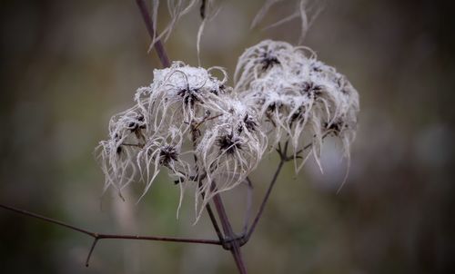 Close-up of wilted plant