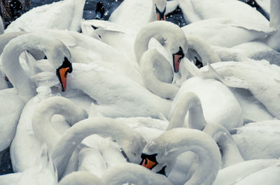 White swans swimming in lake during winter