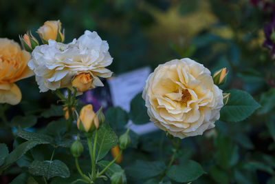 Close-up of rose roses