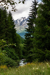 Scenic view of pine trees and mountains against sky