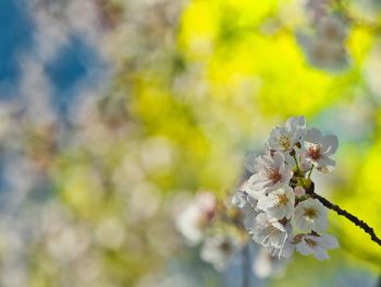 Close-up of cherry blossom on tree