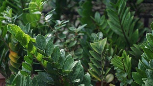 Close-up of green leaves