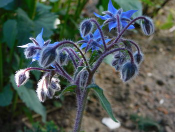 Close-up of purple flowering plant on field