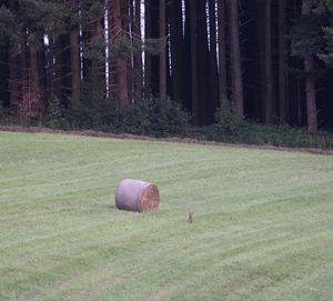 Hay bales on field in forest