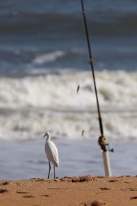 Bird perching on beach against sky