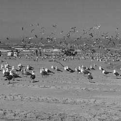 Flock of birds flying over water