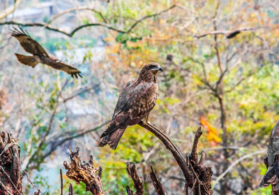Low angle view of eagle perching on tree