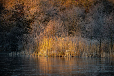 Scenic view of lake in forest