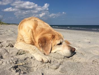 Close-up of dog sleeping on beach