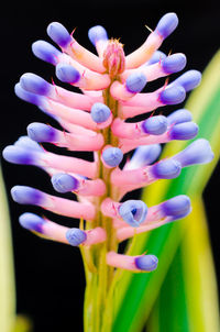 Close-up of blue flowers against black background