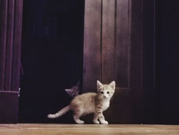 Portrait of cat sitting on floor at home