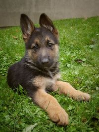 Portrait of dog sitting on grass