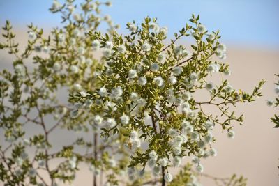 Close-up of white flowering plant against clear sky