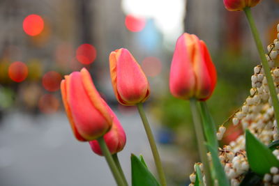 Close-up of red tulips