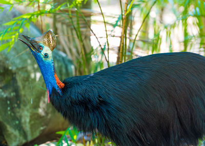 Close-up of a peacock