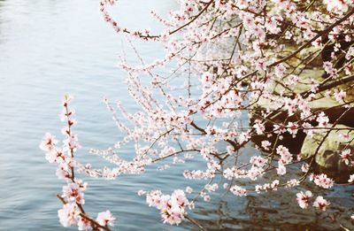 Cherry blossoms in spring