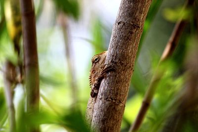 Close-up of lizard on tree trunk