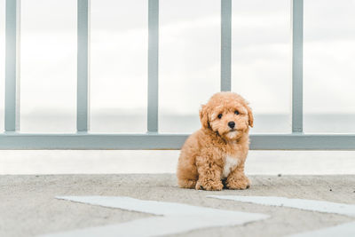 Brown white poodle puppy sitting on the floor
