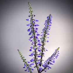 Close-up of purple flowering plant against white background