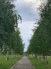 Empty road amidst trees against sky