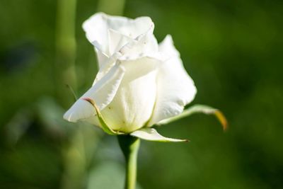 Close-up of rose blooming outdoors