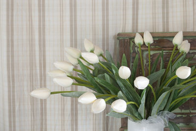 Close-up white tulips in vase against wall