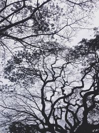 Low angle view of bare trees against sky