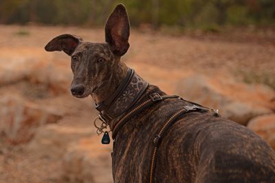 Portrait of a dog on field