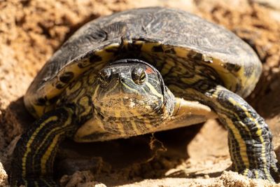 Close-up of a turtle