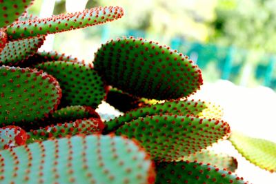 Close-up of cactus