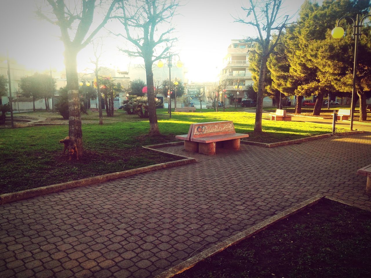 tree, building exterior, architecture, sunlight, built structure, city, sun, park - man made space, grass, footpath, lawn, cobblestone, paving stone, sunbeam, clear sky, incidental people, street, park, sky, shadow