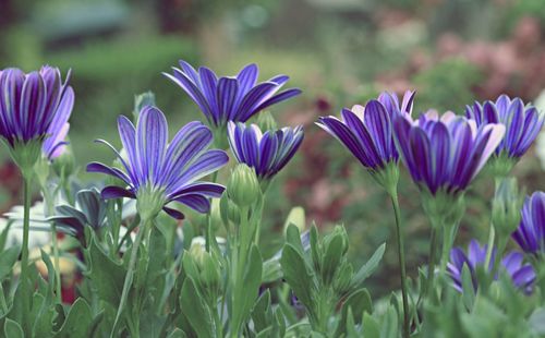 Close-up of purple flowering plants on field