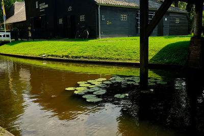 Plants growing by lake against building