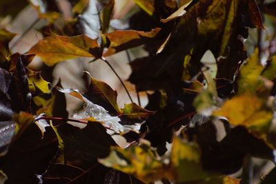 Close-up of autumnal leaves