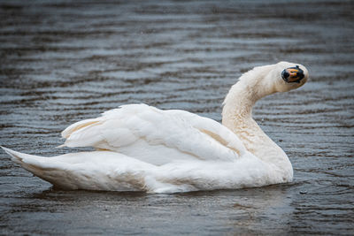 View of swan swimming in lake