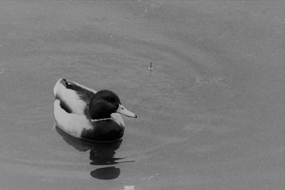 High angle view of duck swimming on lake