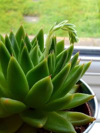 Close-up of succulent plant