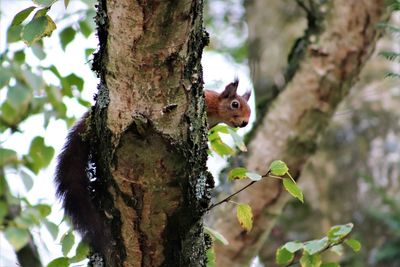 Low angle view of squirrel on tree