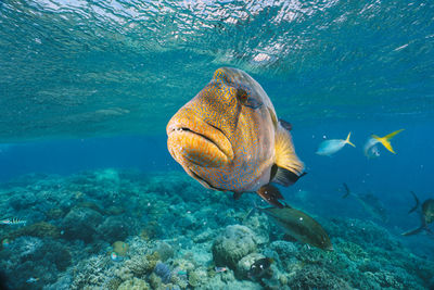 Turtle swimming in sea