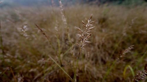 Close-up of plant on field