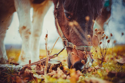 Horses grazing in a field