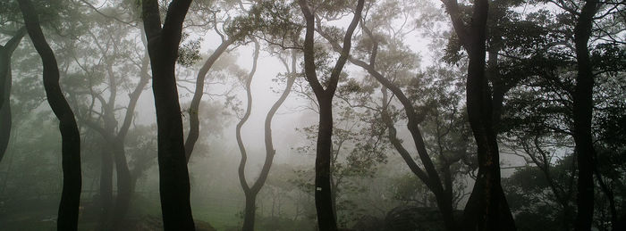 Trees in forest